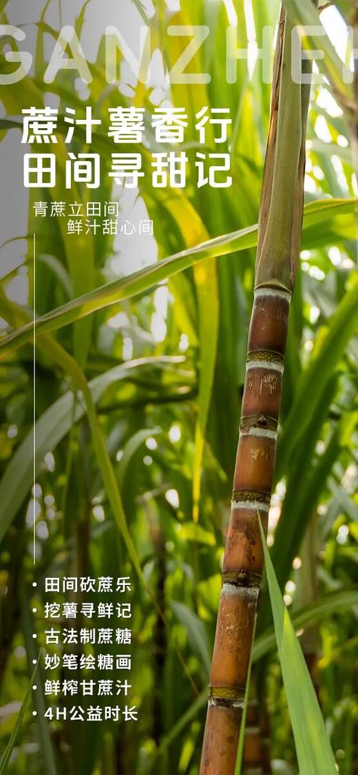 【蔗汁薯香甜-丰收篇】|4H公益时长+秋收课堂-砍甘蔗、挖红薯+食育课堂-甘蔗汁，棒棒糖+传统工艺-画糖画！ 商品图0