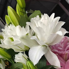 重瓣百合.霞多丽（北极星）