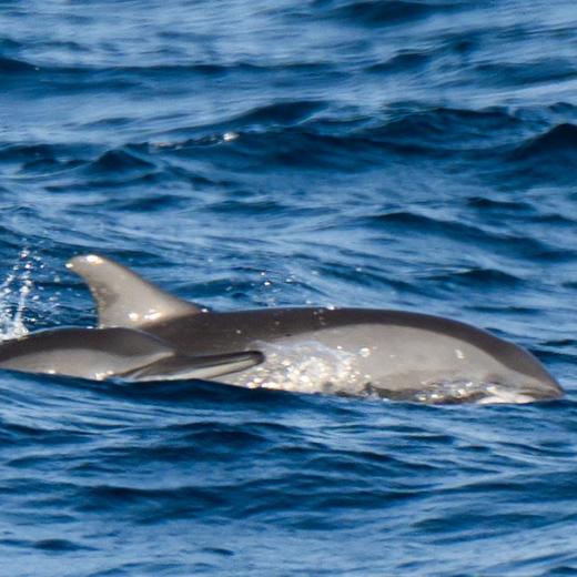 何以锡兰，殖民阴影下斯里兰卡动物王国探险safari【灵迹】8天7晚 商品图13