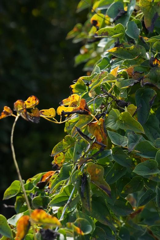 温县垆土铁棍山药 商品图4