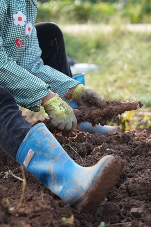 温县垆土铁棍山药 商品图3