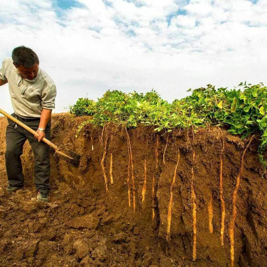 正安 新鲜铁棍山药 优质原材 产地直供 生态种植采挖 外形弯曲锈斑明显 礼盒装约4.5斤【2件减20元，不叠加其他活动】 商品图3