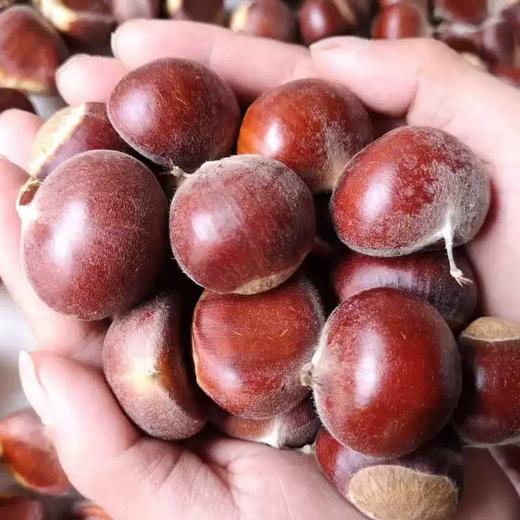 头茬新鲜丹东板栗香甜软糯 商品图3