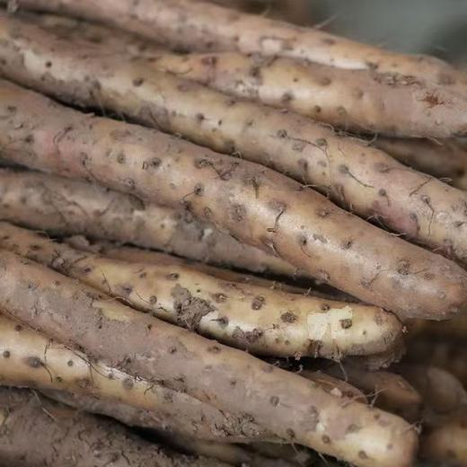 【药山药粉/山药挂面/山药红薯粉丝/山药荞麦黑麦面/山药干片/山药刀削面】自有基地 不收百家货 产自核心产区 营养丰富 味正鲜美 商品图2