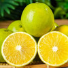 【云南哀牢山冰糖橙】新鲜冰糖橙 当季现摘青皮橙 酸甜爽口 清爽多汁 4种规格任选 商品缩略图6