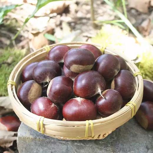 头茬新鲜丹东板栗香甜软糯 商品图2
