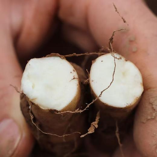 【药山药粉/山药挂面/山药红薯粉丝/山药荞麦黑麦面/山药干片/山药刀削面】自有基地 不收百家货 产自核心产区 营养丰富 味正鲜美 商品图1