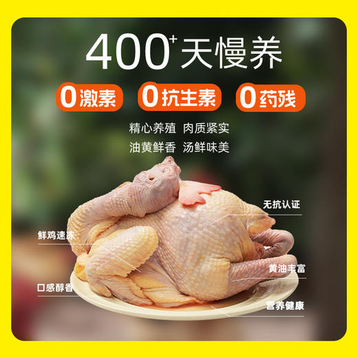 无抗溯源 谷饲徽州童子鸡/黄油老母鸡 新鲜现杀农家土鸡  盐焗烧烤/炖汤滋补 整只发货 商品图2