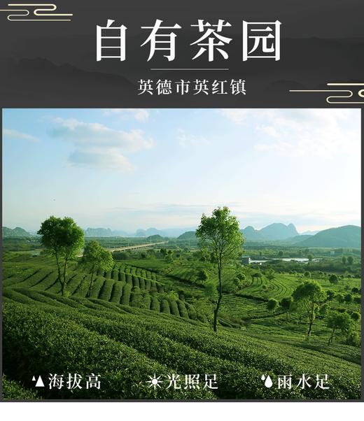唯心精选英红九号 简装125g 英德红茶 无公害无农残无化肥 商品图3