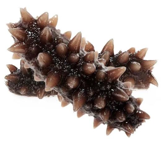 大连壮元海 双有机长海地标即食海参 商品图4