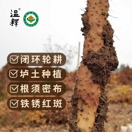 温释有机铁棍怀山药 商品图3