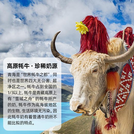 青海湖 高原纯牛奶 奶味清香甘甜 浓郁无腥 250ML*10/提 商品图2