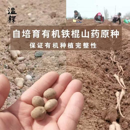 温释有机铁棍怀山药 商品图4