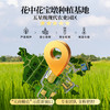 花中花 彝品香米10斤 原彝家香米南方大米 一级香米 长粒米10斤真空包装 /粮油调味 /米 /其他大米 商品缩略图5