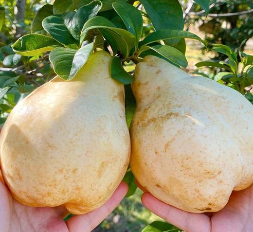 严选 | 冰淇淋蜜香丑梨 核小甜糯多汁 彩箱装 4.5-5斤（大果5-9个） 商品图3