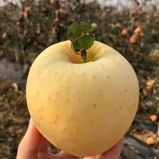 山东维纳斯黄金苹果 脆甜多汁 果香浓郁 商品图4