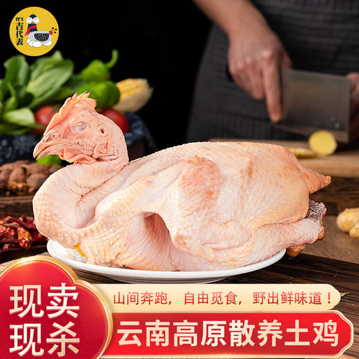 云南高山散养土鸡顺丰包邮新鲜现杀高山散养自由奔跑肉质紧实炖汤炖菌菇营养美味顺丰包邮 商品图0