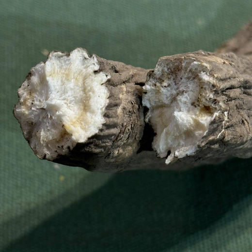 藏地干货｜雪山野生藏当归 商品图2