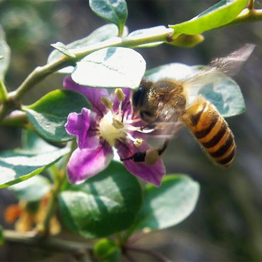 宁夏崛杞 枸杞花蜜自然原蜜 500g/瓶 商品图5