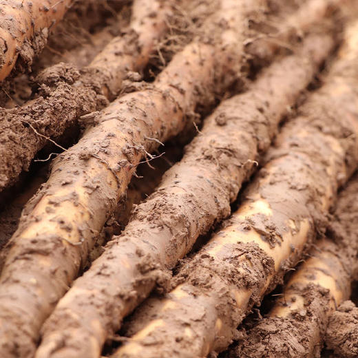【药山药粉/山药挂面/山药红薯粉丝/山药荞麦黑麦面/山药干片/山药刀削面】自有基地 不收百家货 产自核心产区 营养丰富 味正鲜美 商品图3