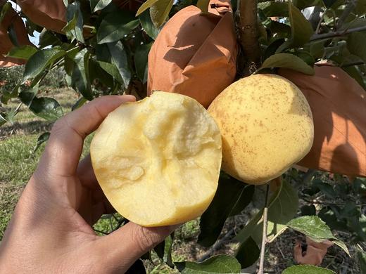 黄金维纳斯苹果 商品图5