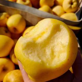 山东维纳斯黄金苹果 脆甜多汁 果香浓郁