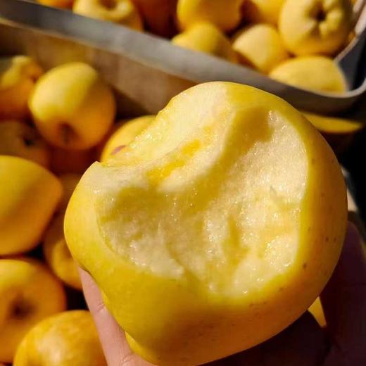 山东维纳斯黄金苹果 脆甜多汁 果香浓郁 商品图0