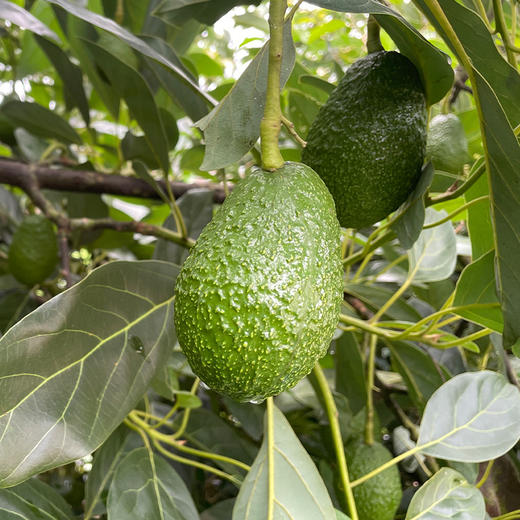 【牛油果】产自中国牛油果之乡--云南孟连，果型饱满，色美味佳，入口绵密，细腻香滑，香滑似乳酪，淡淡脂香 商品图5