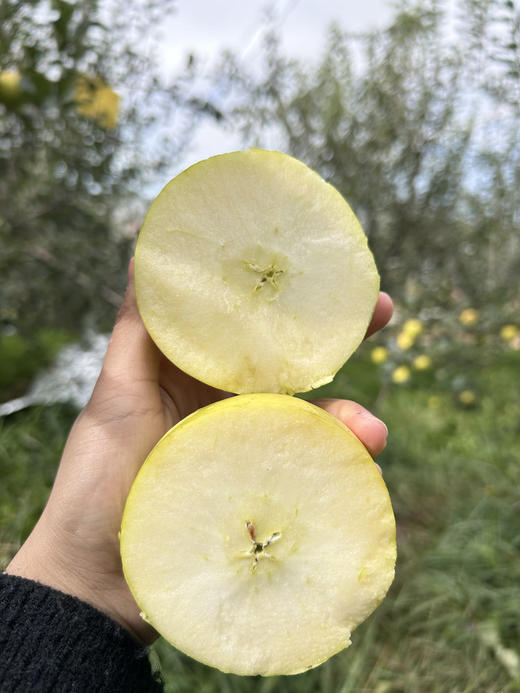 瑞雪苹果 脆甜多汁 带一丝果酸 独特果四溢 商品图3