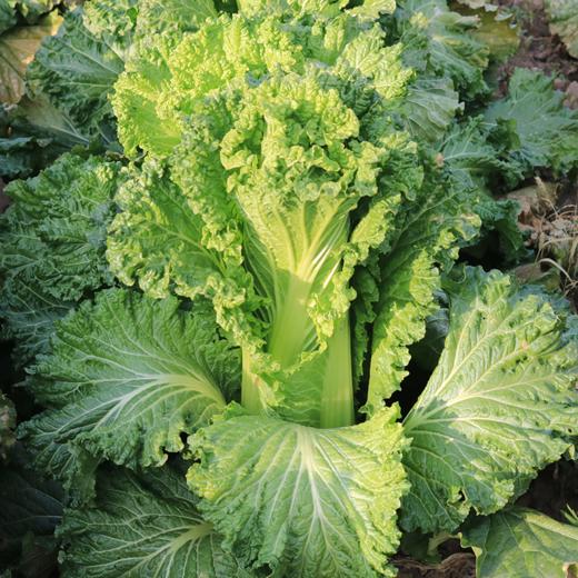 衡荣有机大白菜 露天有机种植当季新鲜采摘蔬菜【京东快递】 商品图0