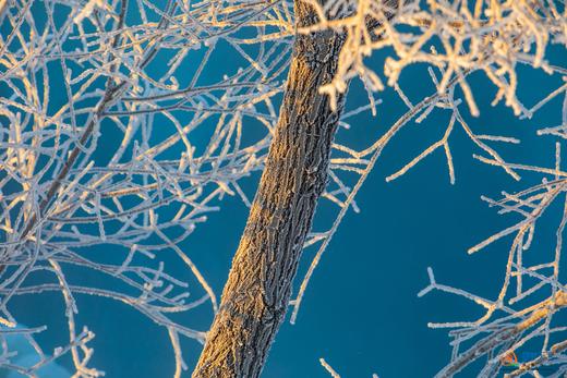 12月24日【东北】延吉、雾凇岛、雪地东北虎、雪乡、横道河子童话小镇7天摄影 商品图7