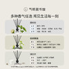 【百元get属于你的香气世界】气味图书馆无火香薰/藤条香薰集合100ml 持久留香 商品缩略图2