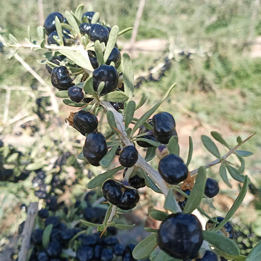 宁夏崛杞 黑枸杞 118g/瓶 商品图4