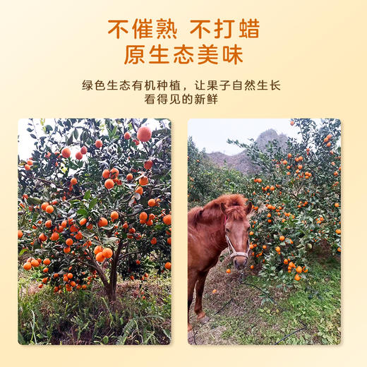 闲土蜂蜜橙橙子  生态种植不套袋现摘现发水果 商品图4