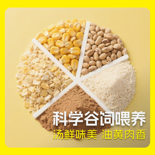 无抗溯源 谷饲徽州童子鸡/黄油老母鸡 新鲜现杀农家土鸡  盐焗烧烤/炖汤滋补 整只发货 商品图4