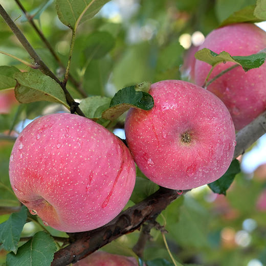 有机富士苹果 | 公平贸易 | 基地直发*Organic Fuji Apples 商品图6