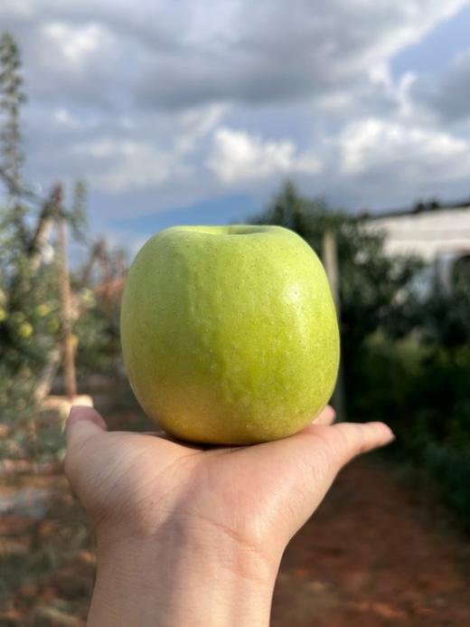 瑞雪苹果 脆甜多汁 带一丝果酸 独特果四溢 商品图6