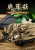 百丈泉鹿茸菇200克/包 商品缩略图2
