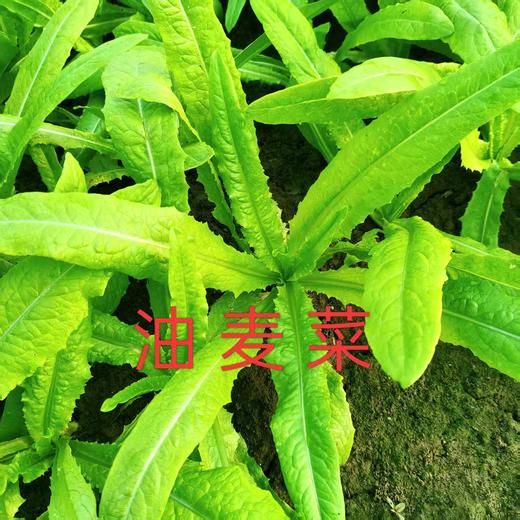 辉县蔬菜组合 紫甘蓝、乌塌菜、茴香、白菜、青萝卜、上海青、黄心菜、茼蒿、油麦菜、意大利生菜十年酵素种植蔬菜组合【京东快递】 商品图2