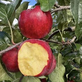 【八方D区线下自提】西藏贡嘎县红嘎啦苹果 5斤装 单果60-65mm