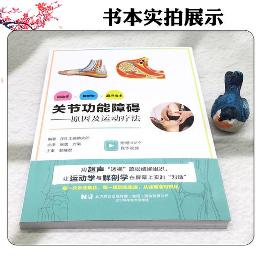 关节功能障碍——原因及运动疗法 张震 方毅 主译 是一部融合运动学 解剖学与超声技术的关节康复实践指南 辽宁科学技术出版社 商品图2