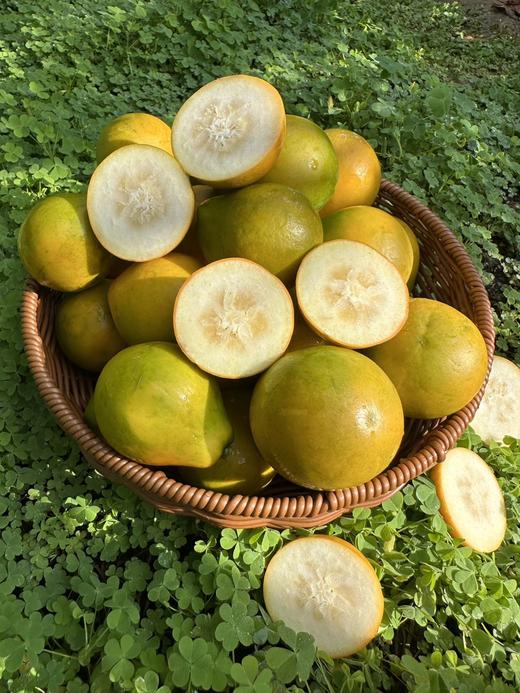 云南大理高原脆蜜金柑 商品图8