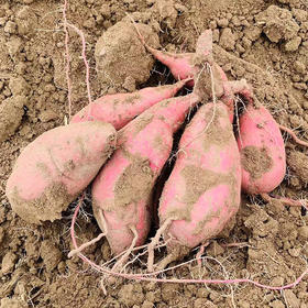 衡荣红薯 自然生态种植当季新鲜蔬菜【京东快递】