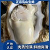 2025乳山生蚝 商品缩略图2