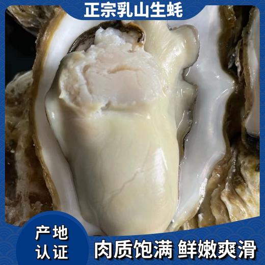 2025乳山生蚝 商品图2