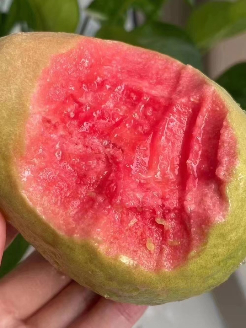 想越过这方寸屏幕 深深品尝你的味道❤
草莓红心芭乐，时刻带给你粉嫩甜心，
柔化在你舌尖上的美味😋