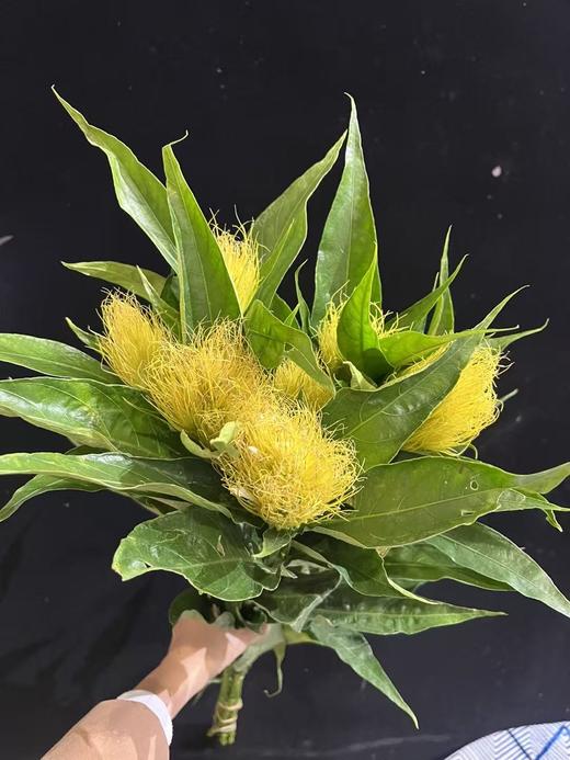 精品花材精灵草/白金羽1扎 商品图3