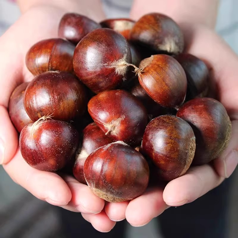 头茬新鲜丹东板栗香甜软糯