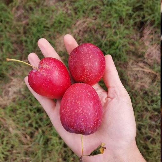 【顺丰】东北香妃锦绣海棠鸡心果 皮薄多汁 酸甜可口 商品图2