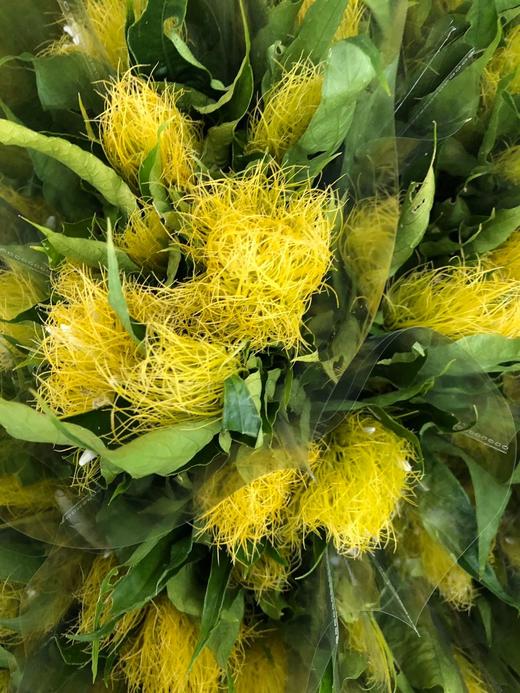 精品花材精灵草/白金羽1扎 商品图5